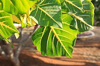 NS&PS4《Library Of Ruina》公开游戏实机游玩影片！